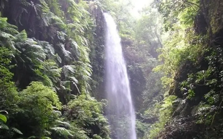 Los Tilos Forest in La Palma near Casa Rosabel
